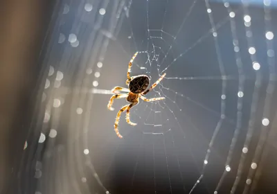 spider on a web